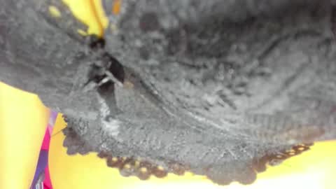 pamela online show from October 2025 08:18:01 PM