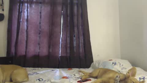 allyson_morgan_js online show from December 2025 05:33:02 PM