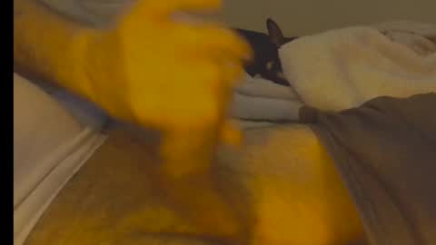 alphablue_wolf1295 online show from January 2025 06:29:01 AM