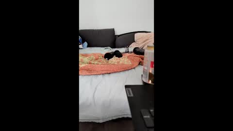 analtraining12 online show from March 2026 10:21:02 AM