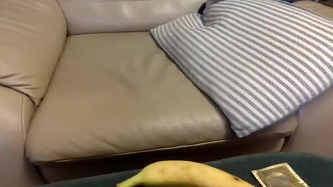 Snapshot of animal_michael chatting on December 2024 03:47:01 AM animal_michael online show from December 2024 03:47:01 AM