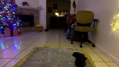 Snapshot of aprilanna chatting on December 2024 01:10:01 AM AnnaApril420 online show from December 2024 01:10:01 AM