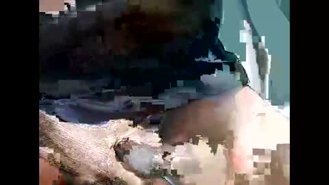 Snapshot of bbcbrazilianboy chatting on September 2025 04:18:02 AM bbcbrazilianboy online show from September 2025 04:18:02 AM