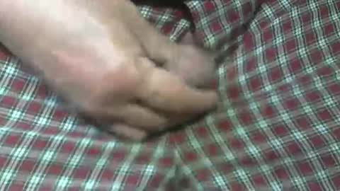  Reservoir Dogs online show from October 2025 05:47:03 PM