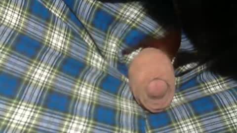  Reservoir Dogs online show from November 2025 09:06:01 PM