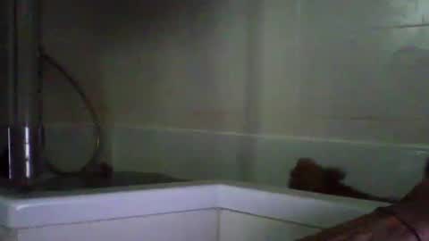 bibipheuck online show from April 2026 10:10:01 AM
