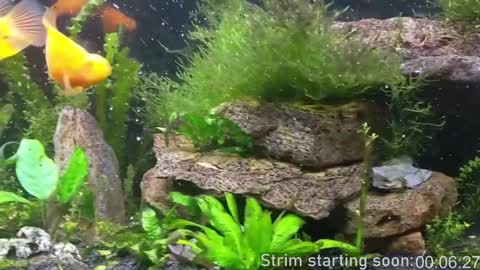 Booker Baxton online show from December 2024 04:03:02 AM