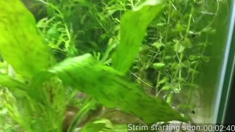 Booker Baxton online show from December 2024 04:09:02 AM