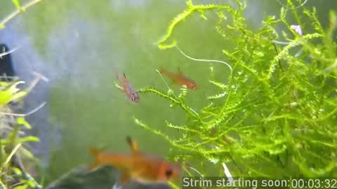 Booker Baxton online show from March 2025 04:07:02 AM