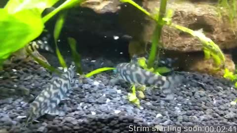 Booker Baxton online show from March 2025 04:08:02 AM