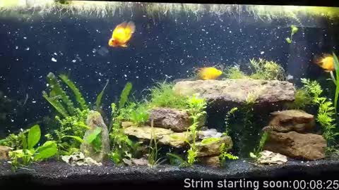 Booker Baxton online show from September 2025 03:00:01 AM