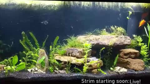 Booker Baxton online show from December 2025 04:11:02 AM