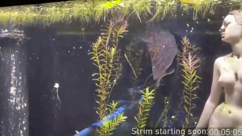 Booker Baxton online show from January 2026 04:06:02 AM