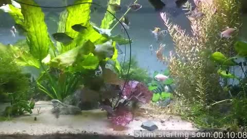 Booker Baxton online show from March 2026 03:00:02 AM