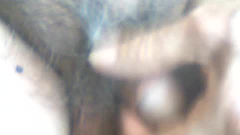 castells online show from June 2026 04:31:01 PM