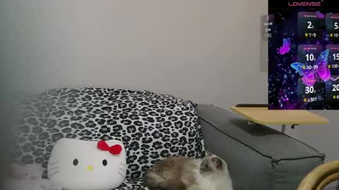 Sir  Kitten  online show from May 2026 02:17:02 AM