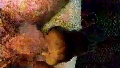 catdaddy179057 online show from March 2026 11:17:02 AM