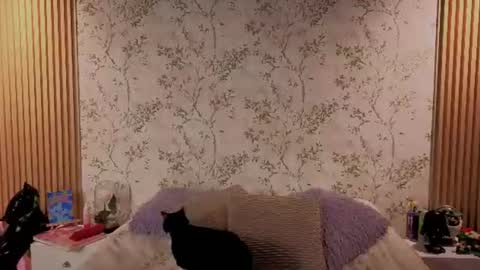 You honey online show from July 2026 12:00:02 PM