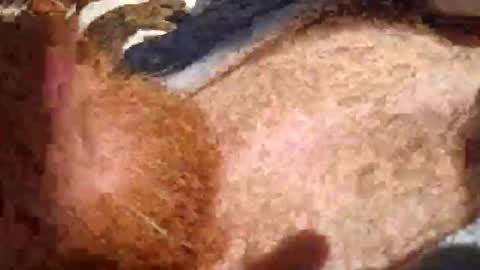 cody_phoenix online show from October 2025 02:26:01 PM