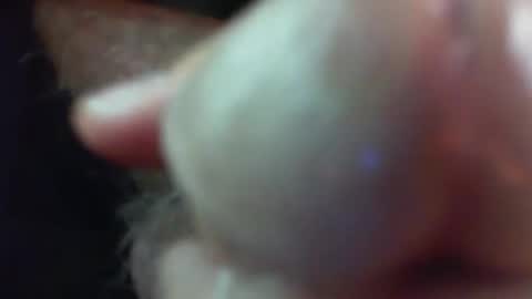 comox online show from November 2025 05:21:01 AM