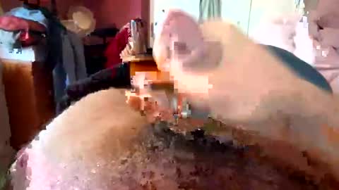 Snapshot of currocll chatting on October 2025 08:01:01 AM currocll online show from October 2025 08:01:01 AM