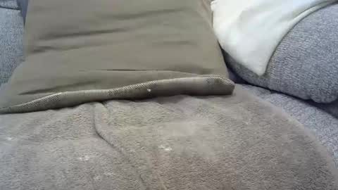 Snapshot of davesmiff1 chatting on January 2025 07:48:02 PM davesmiff1 online show from January 2025 07:48:02 PM