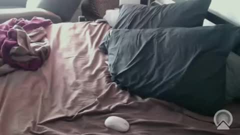 Snapshot of dcteamfucker chatting on February 2026 02:03:01 PM DCTeamFucker online show from February 2026 02:03:01 PM