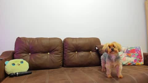 Snapshot of devinesex chatting on February 2025 09:33:01 AM Misha online show from February 2025 09:33:01 AM