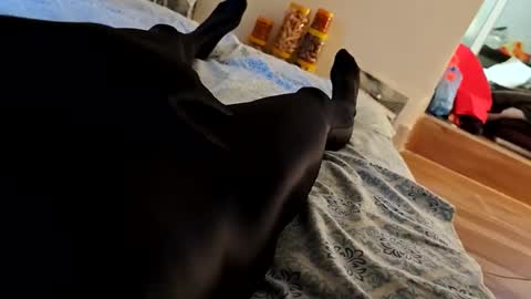 SpandexDiby online show from April 2026 10:24:02 AM