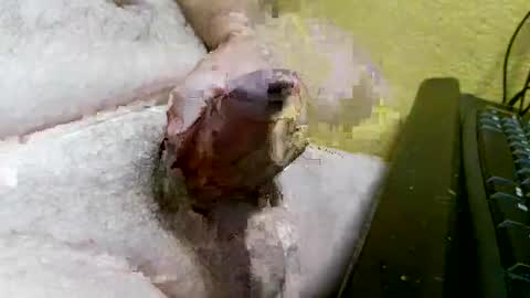 didyoujustseethat online show from October 2025 06:10:02 AM