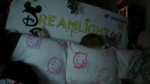 Dreamlight online show from January 2025 07:53:01 AM