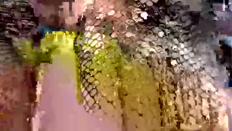 dwadek081704 online show from September 2025 11:33:01 AM