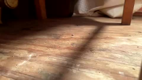 ehproject online show from November 2025 08:27:02 AM