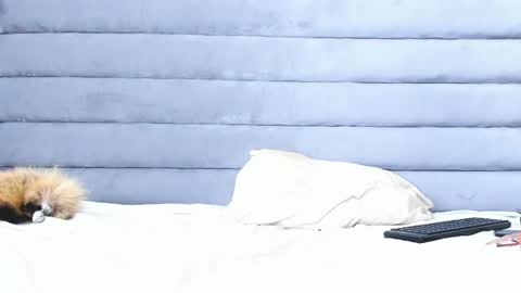 elaisaprincess online show from February 2025 02:14:01 AM