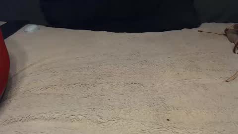 elgsslt online show from February 2026 01:23:02 PM