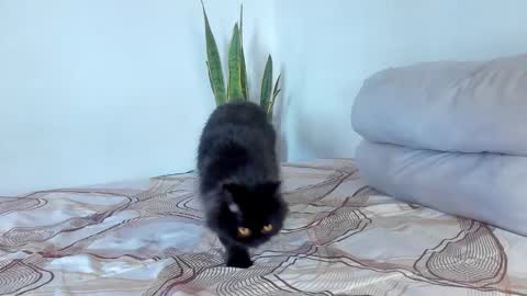 -  A N D E R online show from January 2026 08:00:02 PM