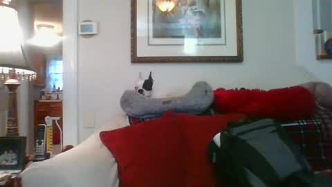 falconbator8 online show from January 2025 01:27:01 PM