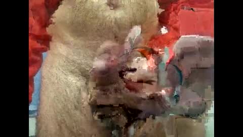 Snapshot of flippe64 chatting on February 2025 10:08:02 AM flippe64 online show from February 2025 10:08:02 AM