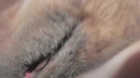 Snapshot of frumcake chatting on January 2025 12:27:02 AM FrumCake online show from January 2025 12:27:02 AM