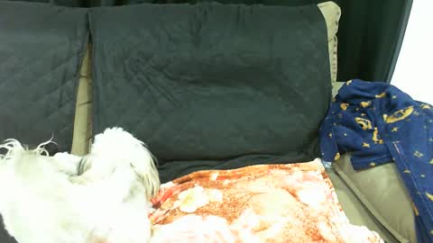 gaby  layla online show from January 2025 03:56:02 AM