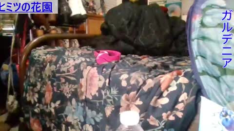 Gardenia online show from December 2024 08:20:01 AM