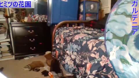 Gardenia online show from December 2024 06:56:01 AM