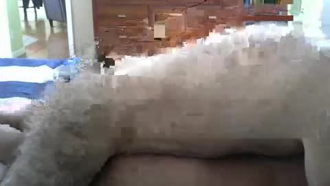 Snapshot of grsmnky65 chatting on December 2025 05:29:01 PM grsmnky65 online show from December 2025 05:29:01 PM