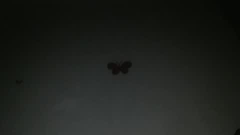 Iris online show from February 2026 08:09:01 PM