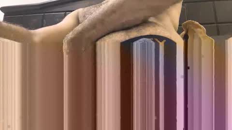 Snapshot of hornyboy_01z chatting on September 2025 07:03:02 PM hornyboy_01z online show from September 2025 07:03:02 PM