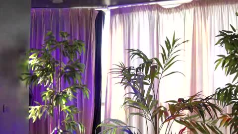 Anais online show from September 2025 06:15:01 AM