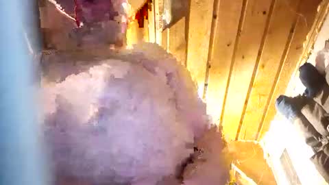 Snapshot of hung34u chatting on January 2026 06:16:01 AM hung34u online show from January 2026 06:16:01 AM