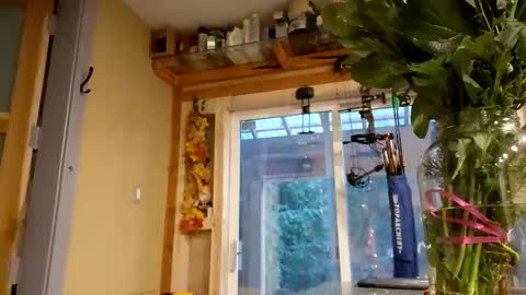 Snapshot of info_chat chatting on February 2026 12:18:01 AM sir. Grummps online show from February 2026 12:18:01 AM