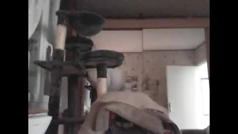 Snapshot of jojo60000529566 chatting on March 2025 03:15:02 PM jojo60000529566 online show from March 2025 03:15:02 PM