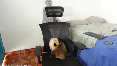 kite__ online show from December 2024 03:44:02 PM